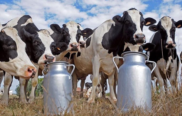 Sector-lácteo-750x500